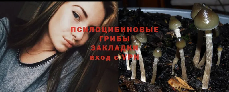 Галлюциногенные грибы MAGIC MUSHROOMS  Будённовск 